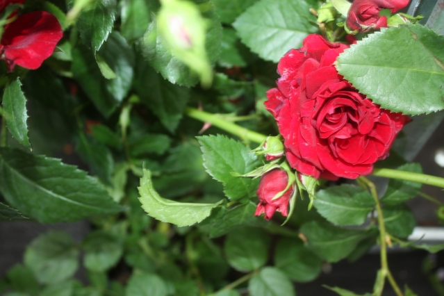 Розы в ландшафтном дизайне – мифы и реальность