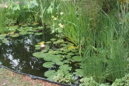 7 возможных причин, почему в пруду не цветут нимфеи