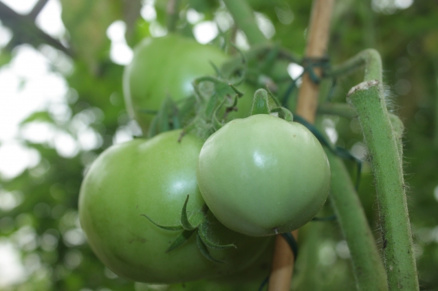 10 интересных фактов о помидорах. О многом вы даже не подозревали!