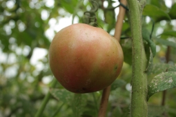 3 причины, почему помидоры вырастают с белыми прожилками внутри