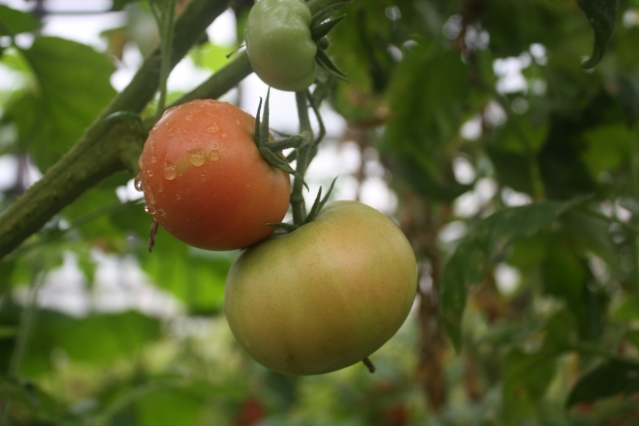 10 интересных фактов о помидорах. О многом вы даже не подозревали!