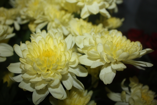 Никитские сорта крупноцветковых хризантем
