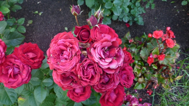 Плетистые розы: рамблеры и клаймберы