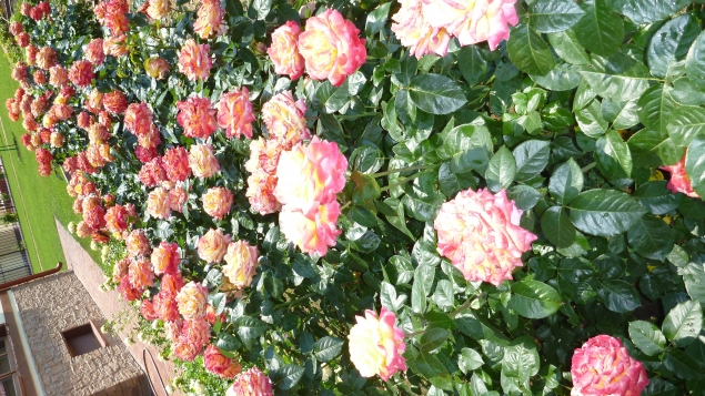 Плетистые розы: рамблеры и клаймберы