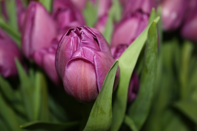 Черный тюльпан - цветок-мечта