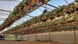В Израиле наладили выращивание земляники на кокосовом волокне