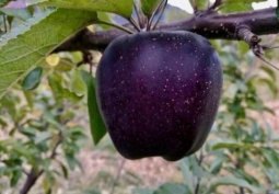 В Китае выращивают черные алмазные яблоки