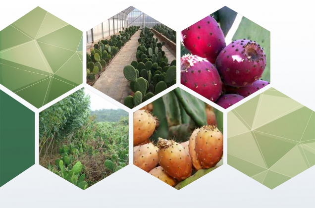 Экология, культивирование и использование кактусовой груши