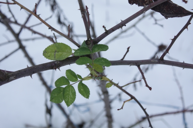 Здоровье плодовых деревьев в зимний период