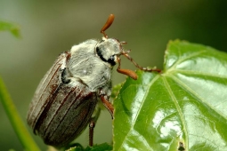 Методика борьбы с майским жуком и его личинками