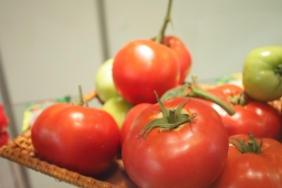 Сохранить урожай помидоров от фитофторы