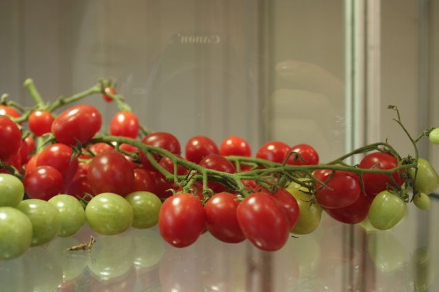 Сохранить урожай помидоров от фитофторы