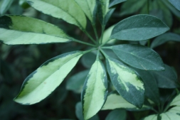 Световой санаторий для растений — боремся с этиоляцией