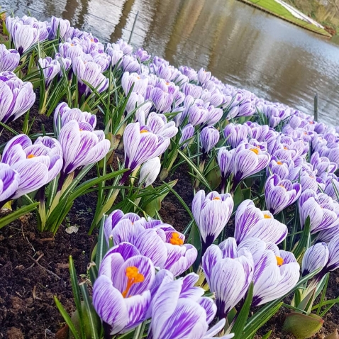 Кёкенхоф-2018: фото первых посетителей самого красивого весеннего парка цветов