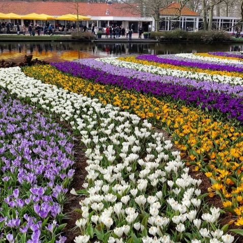 Кёкенхоф-2018: фото первых посетителей самого красивого весеннего парка цветов