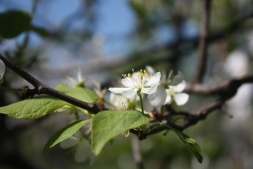 Яблонная моль — как бороться с вредителем?