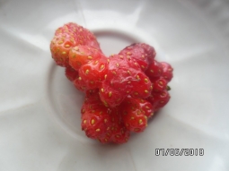 Уродливые ягоды земляники