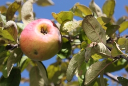Всеми любимые сорта яблок, которые исчезают из наших садов