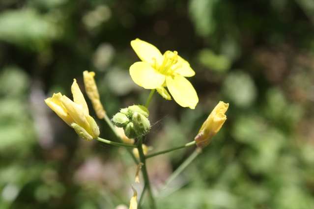 Стимуляторы цветения и плодоношения: обзор препаратов для пышного цветения и высокого урожая