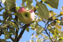 Что делать, если на яблоне трескается и отслаивается кора