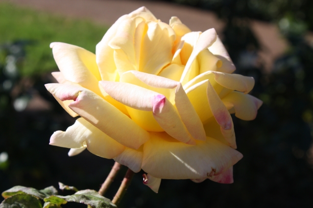 9 лучших сортов роз, цветущих все лето