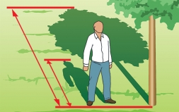 Как измерить высоту дерева или строения на вашем участке