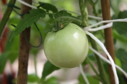 Многолетние помидоры: реальность или бред? Какие сорта можно выращивать как многолетние?