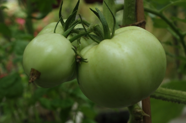 Стоит ли сажать помидоры по 2 штуки в одну лунку?