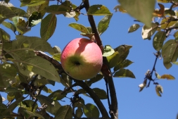На дереве выросли прозрачные яблоки