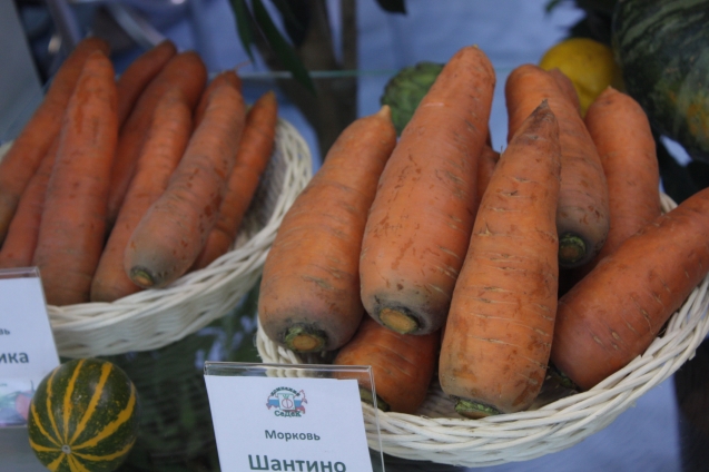 Хитрый способ посадки моркови без прореживания обеспечивающий хороший урожай