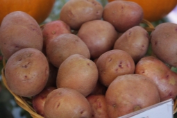 ошибки: из-за которых урожай вашего картофеля становится очень маленьким