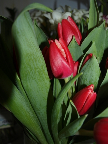 Тюльпанная лихорадка и другие истории про тюльпаны