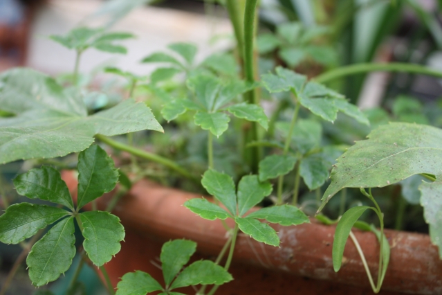 В каких горшках лучше растут комнатные растения: в пластиковых или керамических?