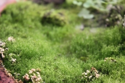 Вреден ли мох на дачном газоне?
