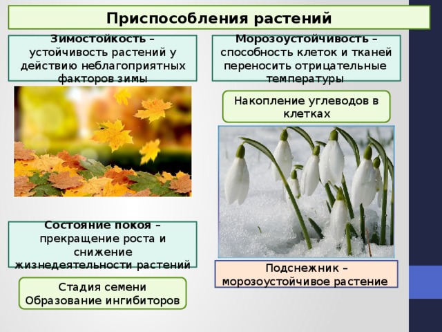 Морозоустойчивость растений.