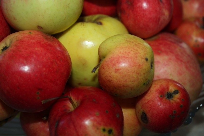 Осыпаются яблоки – подкормите дерево