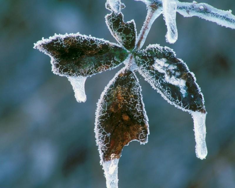 Морозоустойчивость растений.