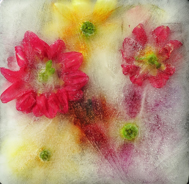 Замороженные цветы