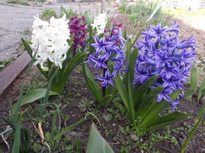 Весна в моём дворе