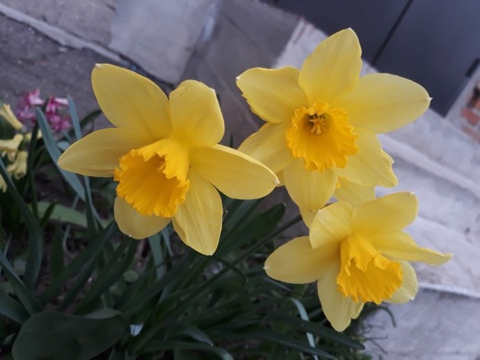 Весна в моём дворе
