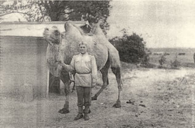Астраханские верблюды в ВОВ