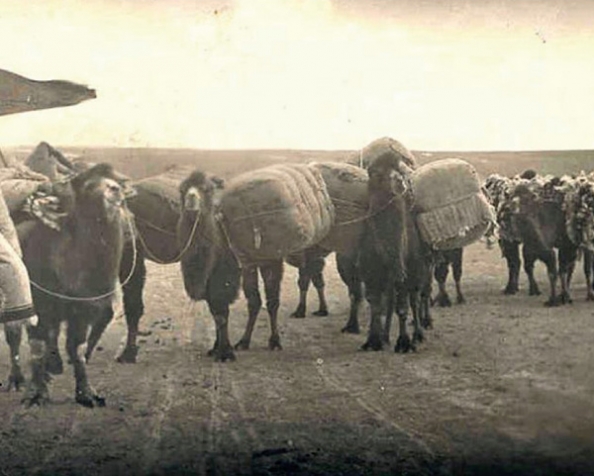 Астраханские верблюды в ВОВ