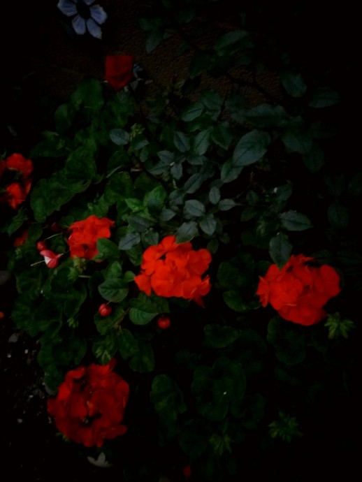 "Светящиеся гирлянды" настурции, георгины и другие цветочки в моем саду.
