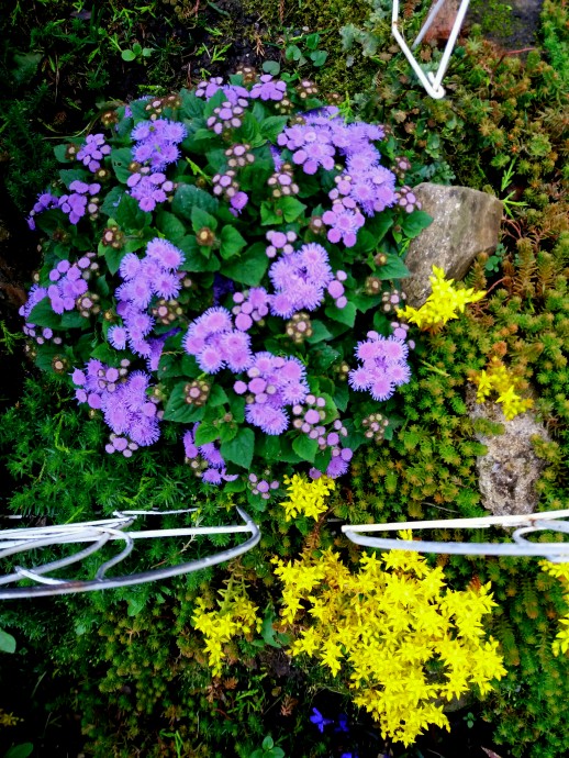 "Звездный" очиток, бегонии, петунии, виолы и другие цветочки в моем миниатюрном саду.