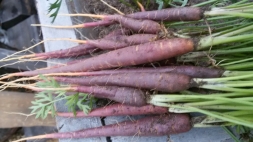 Морковь фиолетовая