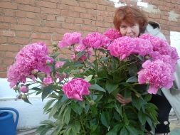 Мои цветы в палисадничке
