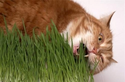 Почему кошки траву едят?
