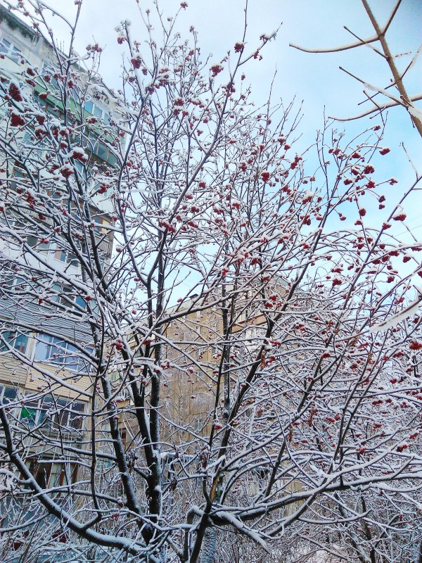 А у нас в Нижнем Новгороде наконец-то выпал снег!