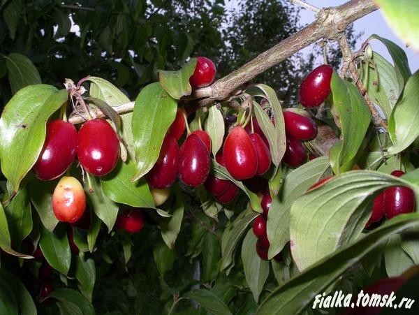 Кизил - единственная плодовая культура, которая не имеет вредителей и болезней
