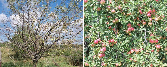 Природная агротехника омолодила 20-летнюю яблоню, а 90% червяков в плодах исчезли!